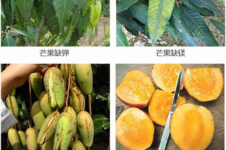 南方果树春季如何施肥,南方果树春季