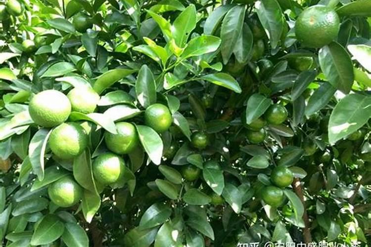 砂糖橘打什么叶面肥好？砂糖橘专用叶面肥,用“昆仑风”叶面肥好