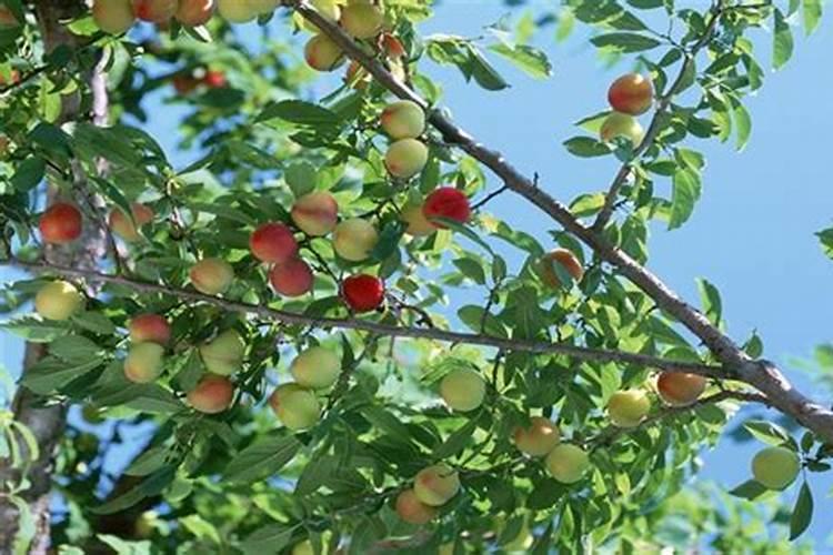 小油菜种植时间和方法