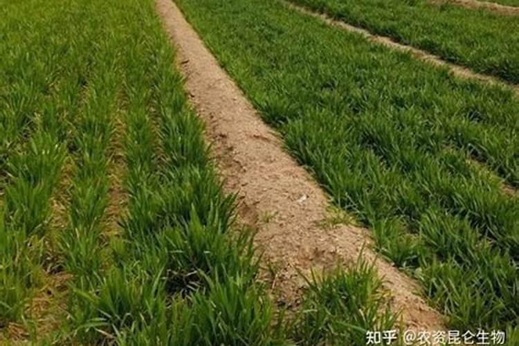 怎样防治小麦叶枯病