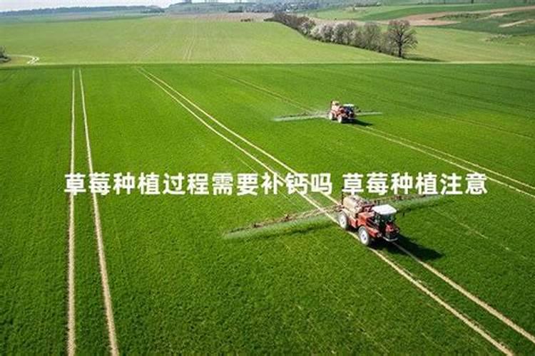 在种植过程中草莓要补钙吗 草莓缺钙怎么办用什么补钙最好
