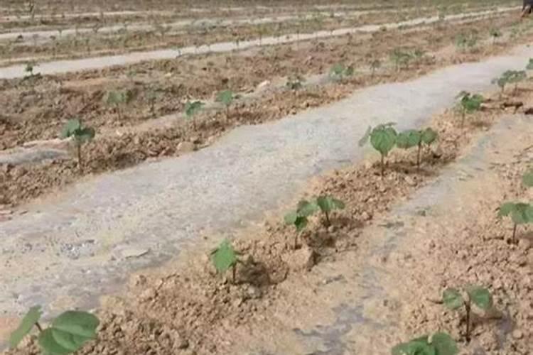 油菜几天发芽出苗 用什么肥料能高产