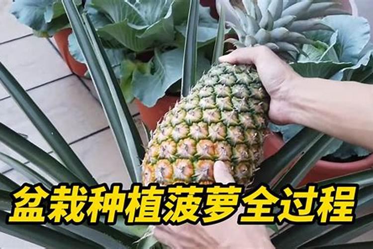 菠萝的施肥方法是什么