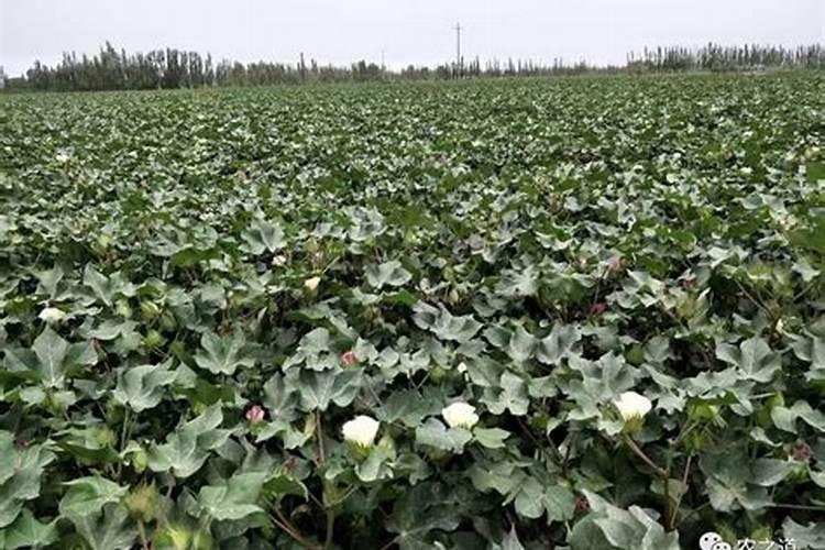 凤仙花怎么施肥,施肥过量叶子蔫了怎么办