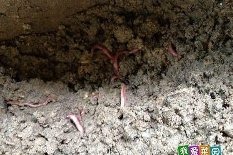 怎么让土里有蚯蚓