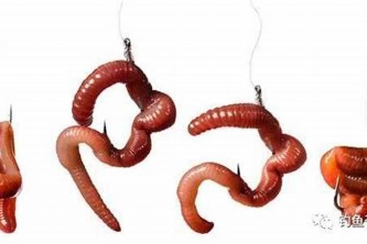 怎么让土里有蚯蚓