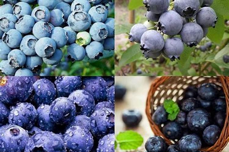 蓝莓施肥用什么肥料最好 种蓝莓用肥正确长得快