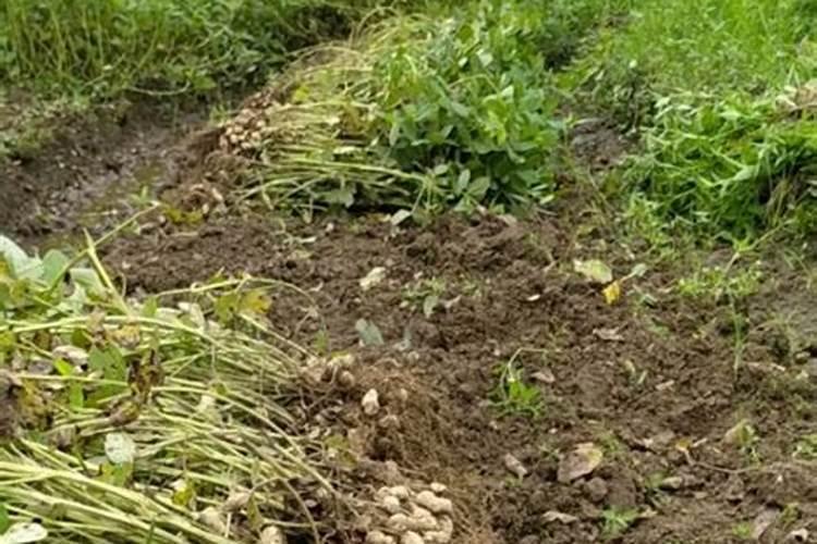 橄榄树的养殖方法和注意事项