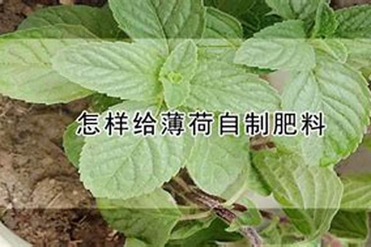 薄荷施什么肥,氮肥为主磷钾肥为辅(薄肥勤施)