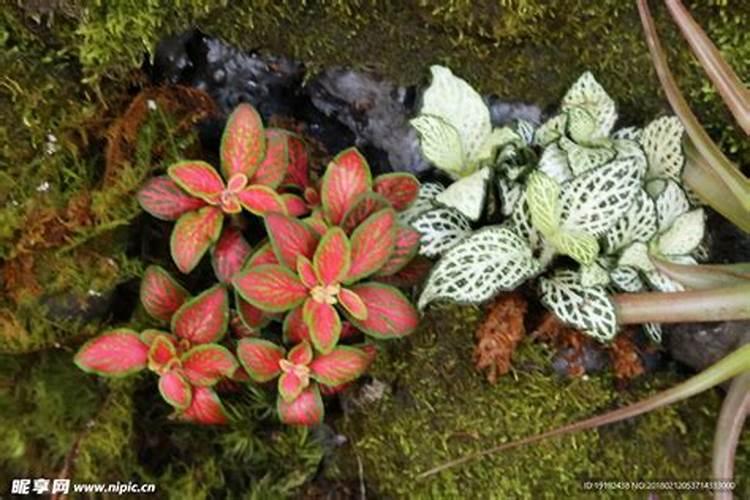 种西瓜用什么肥料最好