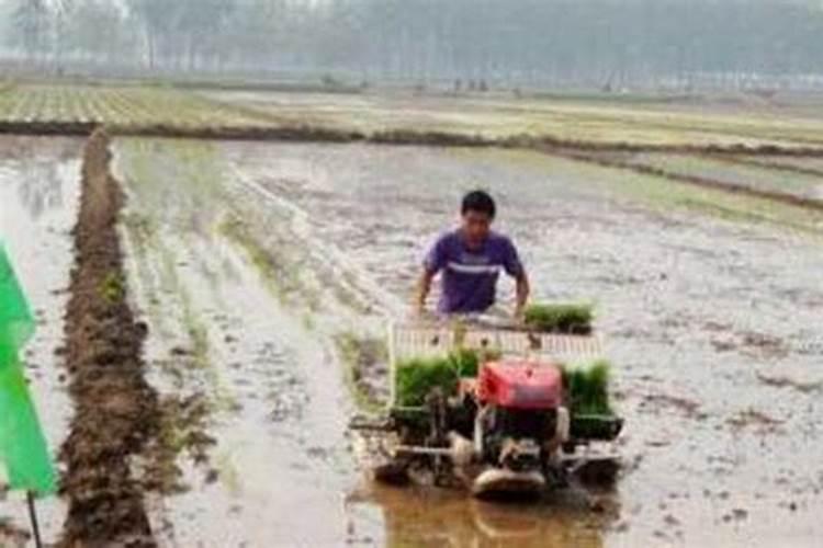 豆茬玉米茬秸秆还田是发酵成钾肥了吗？