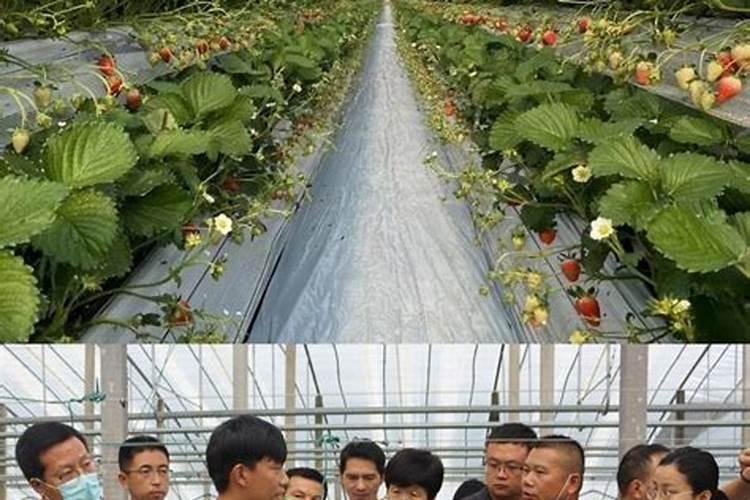 草莓滴灌钙肥一亩多少斤？