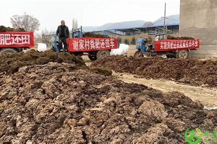 牡丹花施什么肥