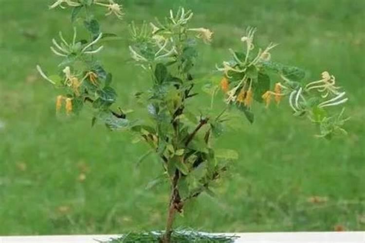 金银花种植技巧 金银花怎么养殖比较好