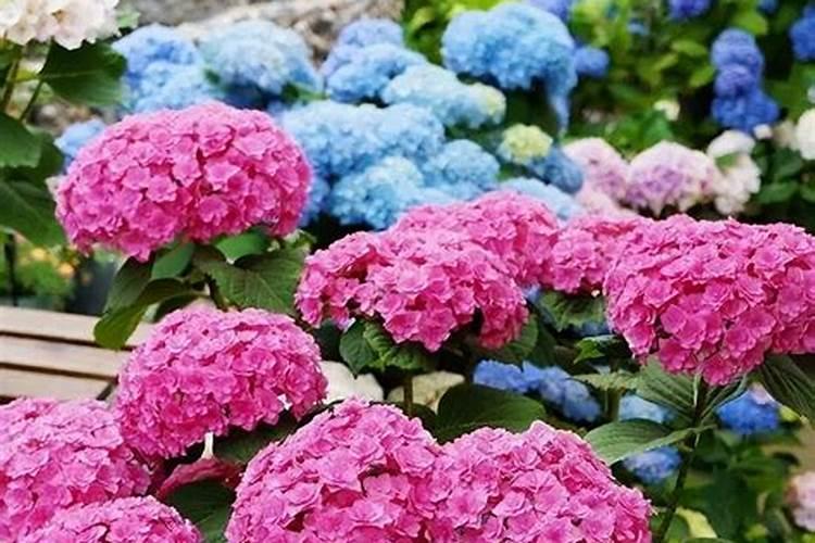 绣球花秋天怎么施肥