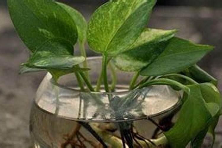 水培植物用什么肥料