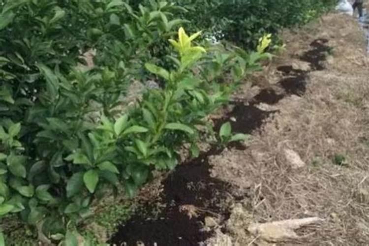 柑橘施肥时间和用量 柑橘施肥时间和用量是什么