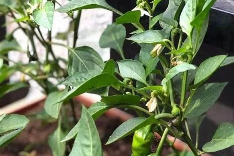 辣椒开花结果期用什么肥料