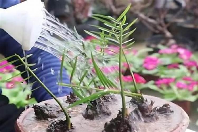 尿素对植物生长 起到的主要的作用是什么？ 该怎么使用呢？