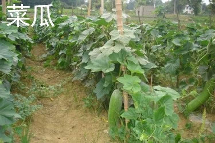 种植黄瓜、菜瓜等瓜类作物,要避开哪些施肥误区？