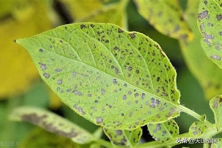 种植黄瓜、菜瓜等瓜类作物,要避开哪些施肥误区？