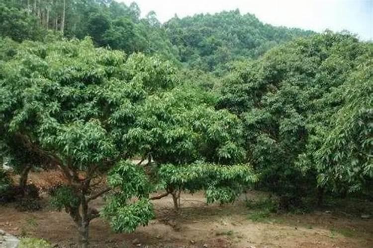 龙眼树什么时候施肥比较好