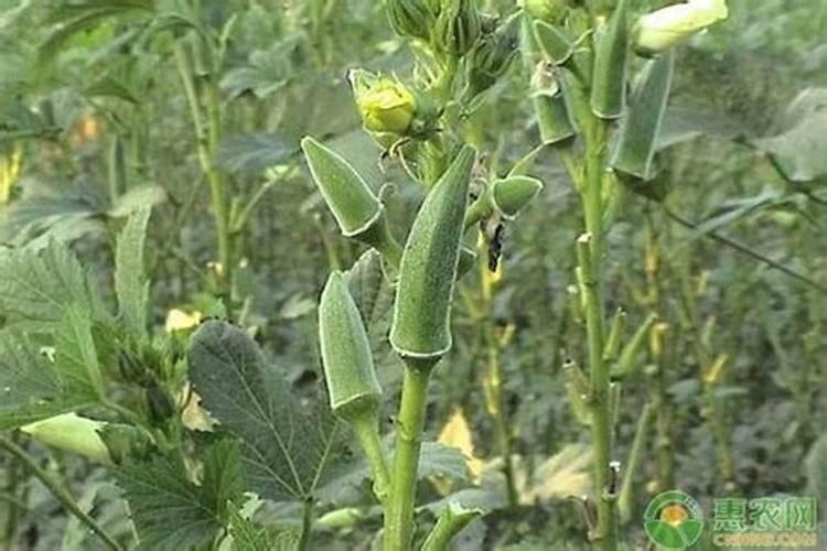 秋葵结果期需要什么肥？