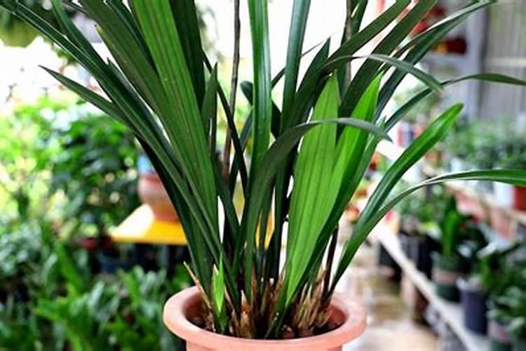 剪股颖草坪多久施一次肥