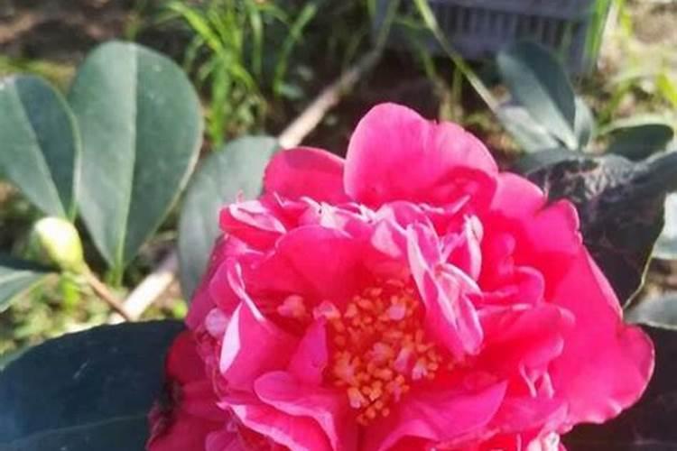 养过茶花的土壤可以养茉莉吗