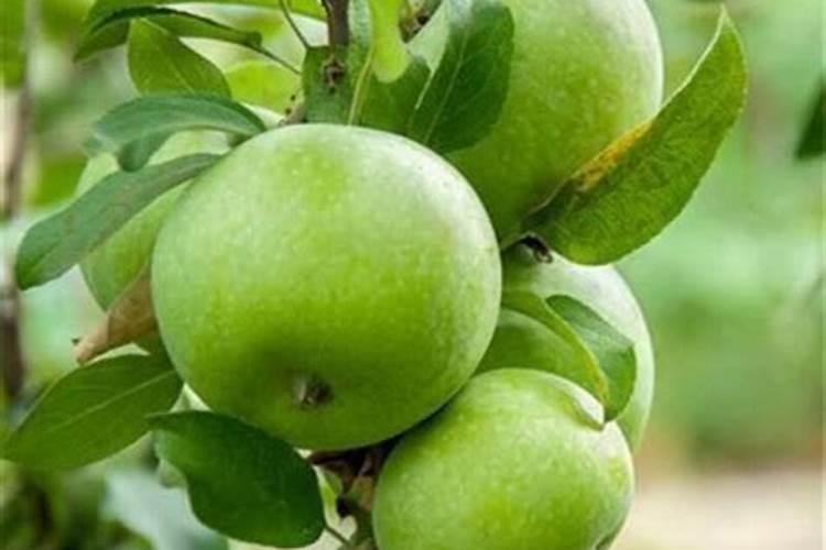 青苹果长不红品种有没有9月半还是青,光落地。