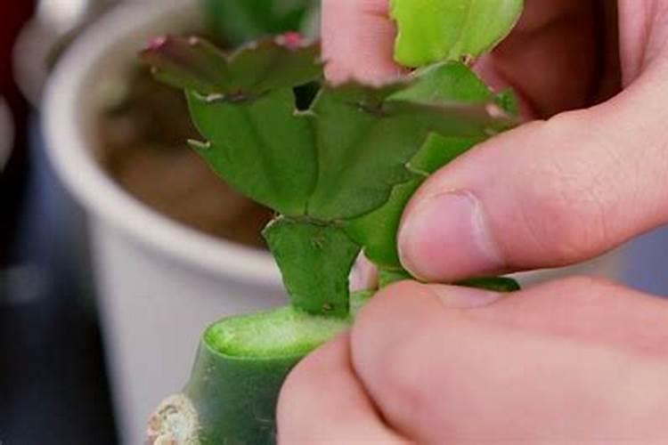 做肥料带写作文