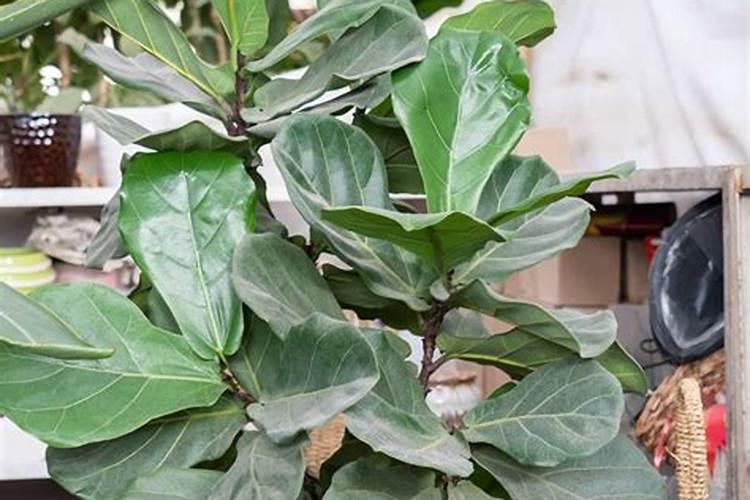 绣球的叶子能剪吗 可以剪掉一点