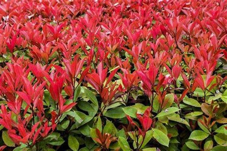 红叶石楠怎样种植成活率高