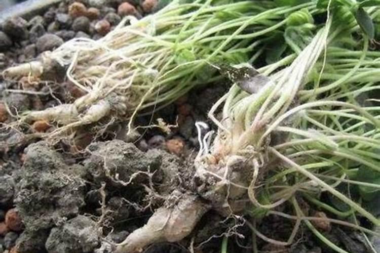 栀子花换盆后怎样养