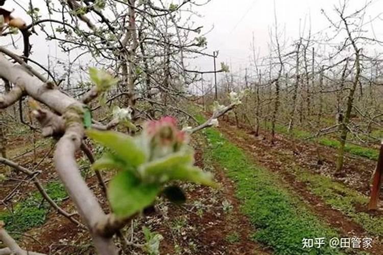 开春果树施什么肥料好