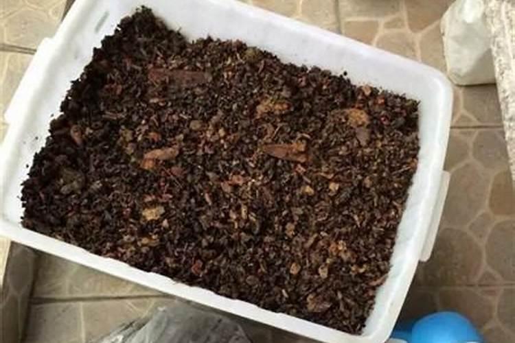 请教养兰高手用做君子兰肥料的(麻子)是蓖麻子吗