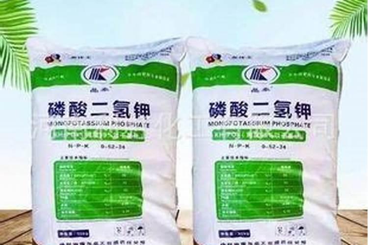 茉莉花要多长时间浇水 茉莉花是怎样浇水的