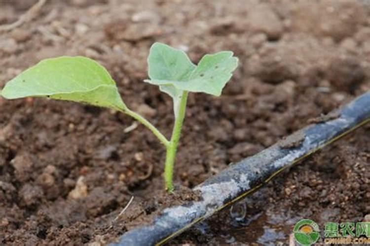 龙骨施什么肥最好