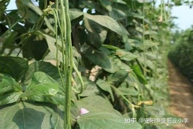 如何鉴别肥料真假