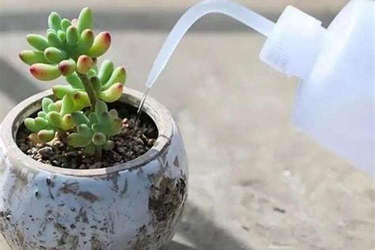 蝴蝶兰出花骨朵后还能施肥吗