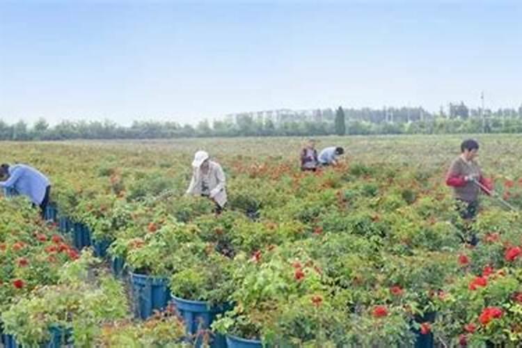 白菜萝卜上喷施联苯噻虫胺可以吗有毒吗