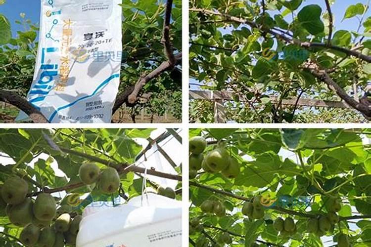 果树施肥料一天后遇到大雨,肥料的使用效果如何？