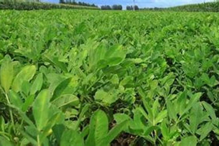 为了防止水稻,小麦后期贪青晚熟,生长后期不能偏施什么