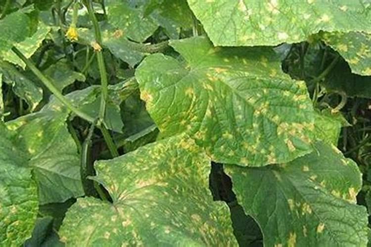 丝瓜水烂花和灰霉病是同一种病害吗？用什么药剂好？水烂花用什么烟剂好...