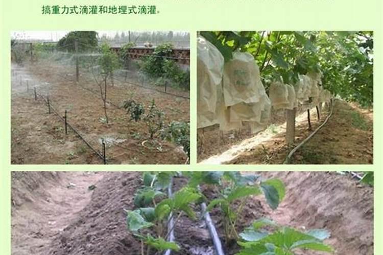 使用化肥对果园的危害