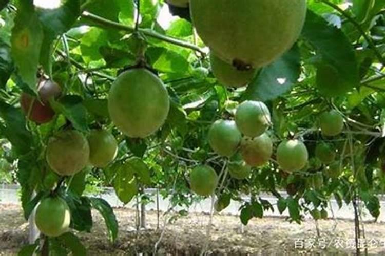 复合肥种菜如何使用