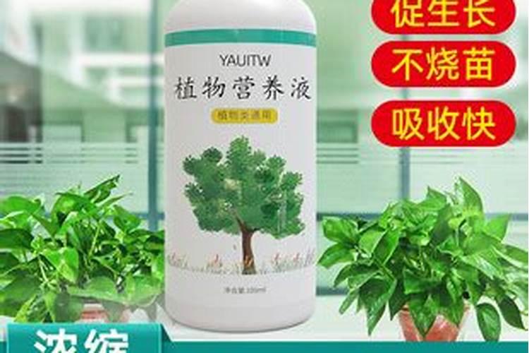 买花送的一小支绿色液体是啥？