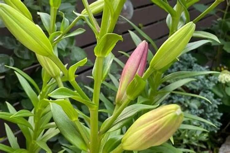 百合花长花苞后应该多浇水吗