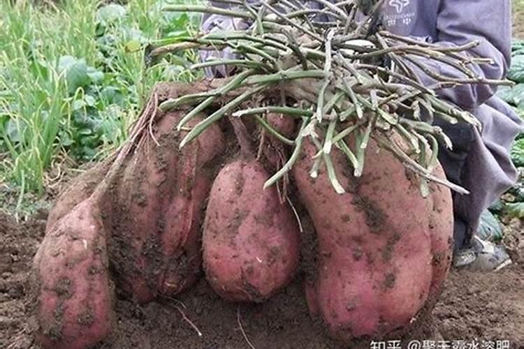 桐树的养植方法(桐树怎么种植)