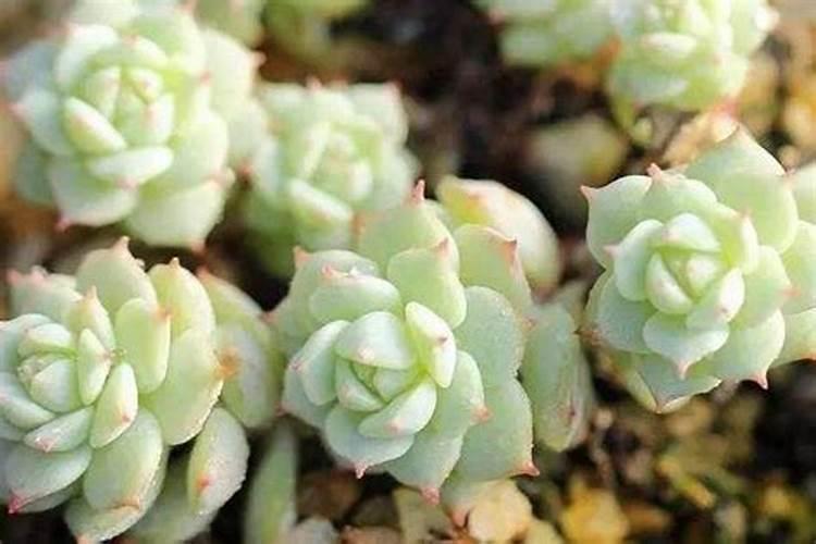种植石斛什么时候补液体钙肥效果最好？